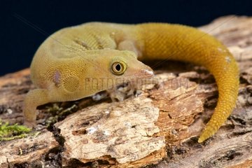 Santiago dwarf day gecko (Sphaerodactylus dimorphicus ) female  Santiago  Cuba