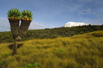 Tanzania. Kilimandjaro. Giant senecon (Dendrosenecio kilimanjari) growing between 3 and 4000 m high with behing the Uhuru pic  on the Kibo mountain. With 5 891 8 m of altitude  it is the highest mountain of Africa.