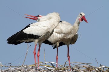 White Stork (Ciconia ciconia)   courtship   Vendee  France
