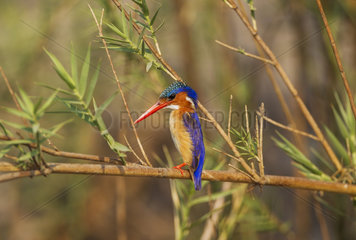 Malachite Kingfisher at the Chobe River bank - Botswana