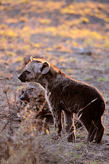 Young Spotted Hyena at dusk - Kruger South Afric