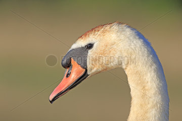 Portrait of Mute Swan - Dombes France