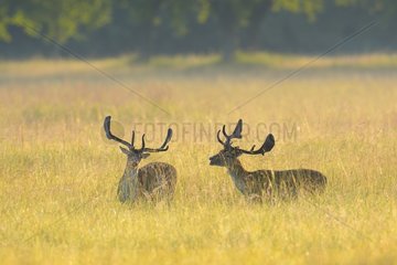 Fallow Deers (Cervus dama)  Hesse  Germany  Europe