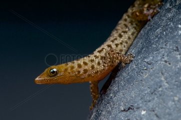 Spotted dwarf gecko (Sphaerodactylus difficilis)  Dominican republic