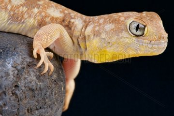 Barking gecko (Ptenopus garrulus maculatus)  Namibia