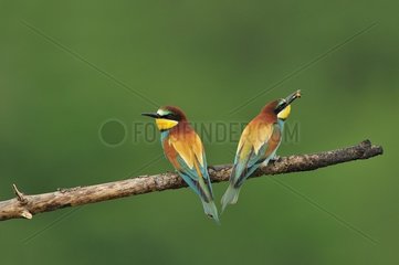 European Bee-eater (Merops apiaster) on a branch