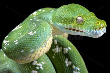 Green tree python (Morelia viridis)  Indonesia