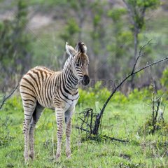 Plains zebra foal in Kruger National Park  South Africa