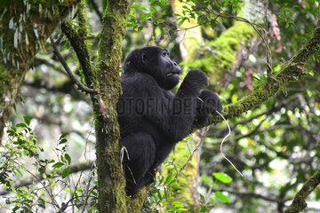 Young Mountain gorilla eating bark - Bwindi Uganda