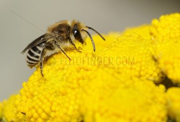 Plasterer Bee (Colletes daviesanus) on Tansy (Tanacetum vulgare)  2015 July 16  Northern Vosges Regional Nature Park  France  ranked World Biosphere Reserve by UNESCO  France