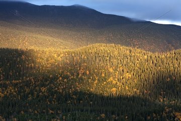 Landscape of temperate forest Gaspe Quebec Canada