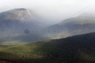 Landscape forest and mountain Gaspe Peninsula Quebec Canada