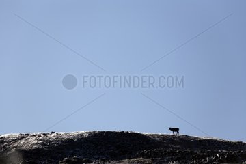 Woodland Caribou female Mont Jacques Cartier Gaspe Quebec