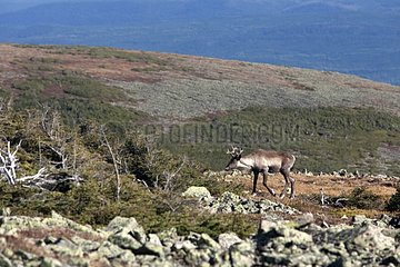 Woodland Caribou male Mont Jacques Cartier Gaspe Quebec