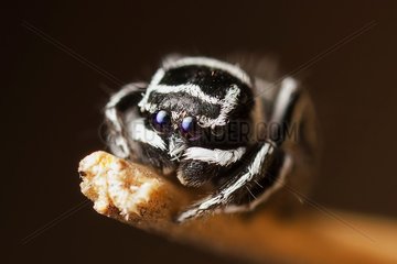 Peacok jumping spider (Maratus sceletus)  Skeletorus  from southern QLD Australia