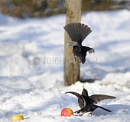 Blackbirds (Turdus merula) male fighting  2016 January 20  Northern Vosges Regional Nature Park  declared a World Biosphere Reserve by UNESCO  France