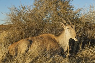 Eland (Taurotragus oryx) - Resting female. Kalahari Desert  Namibia.