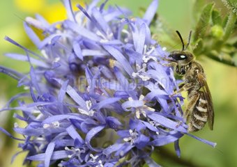 Sweat Bee (Halictus confusus) female on Jasione (Jasione montana)  2015 July 02  Northern Vosges Regional Nature Park  France  ranked World Biosphere Reserve by UNESCO  France