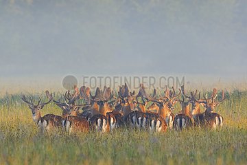 Herd of Fallow Deers (Cervus dama) on misty morning  Hesse  Germany  Europe