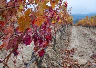 Vineyard  Peciña  La Rioja  Spain  Europe