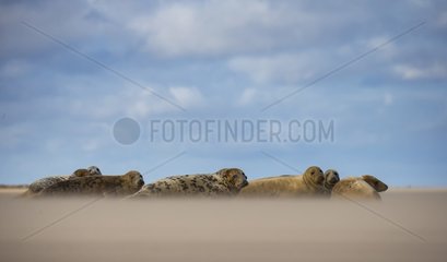 Grey seal (Halichoerus grypus)  Grey seal on the beach in a sand storm  England  Winter