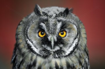 Portrait of Eurasian Eagle-Owl (Bubo bubo)