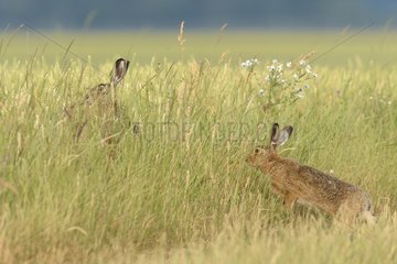 European brown hares (Lepus europaeus)  Hesse  Germany  Europe