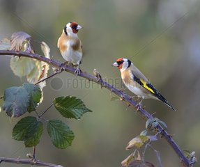 Goldfinches (Carduelis carduelis ) 15 December 2015  Northern Vosges Regional Nature Park  declared a World Biosphere Reserve by UNESCO  France