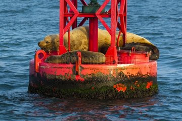 Steller sea lion (Eumetopias jubatus) also known as the northern sea lion and Steller's sea lion)  California  Usa  America
