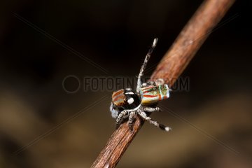 Male Peacock spider (Maratus volans)  Australia