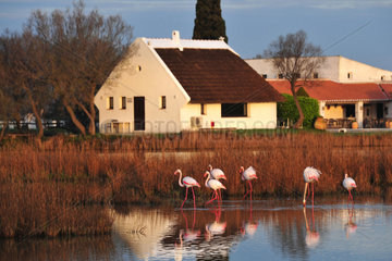 Gardian hut and Rosy Greater Flamingos - Camargue France