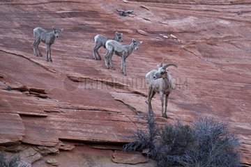 Bighorn Sheep (Ovis canadensis) female and youngsters. Zion National Park  Utah  USA