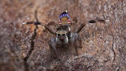 A recently re-discovered undescribed species of Peacock jumping spider (Maratus ) from Southern Queensland. This was found with Michael Duncan and Michael Doe. We were given the location by PHD peacock spider researcher Maddie Girard who recently re-disco