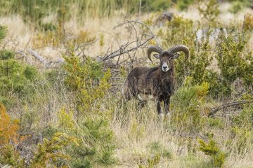Corsican mouflon (Ovis orientalis musimon). Mont Ventoux  France
