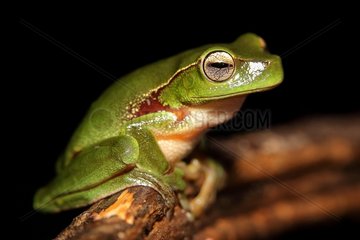 Leaf green tree frog (Litoria phyllochroa)  Australia