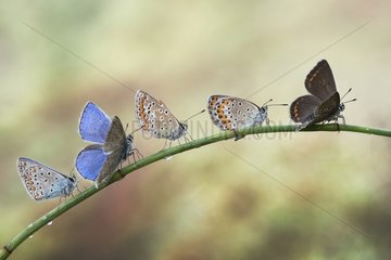 Waiting in line for the takeoff - five butterflies drying their wings