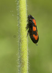 Froghopper rejecting a drop of urine - France