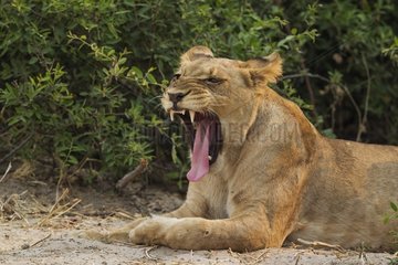 Lion (Panthera leo) - Yawning female. Chobe National Park  Botswana.