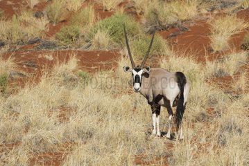 Gemsbok (Oryx gazella) - At a grass-grown dune at the edge of the Namib Desert. NamibRand Nature Reserve  Namibia.
