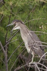 Young Night Heron (Nycticorax nycticorax) on a branch. Camargue  France