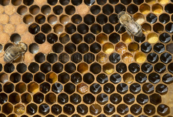 Honeybee on alveoles in comb - France