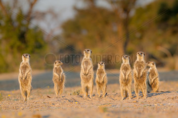 Meerkats warming - Kalahari South Africa