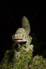 Mossy leaf-tailed Gecko in a defensive position - Madagascar