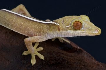 Lined gecko (Gecko vittatus)  Indonesia