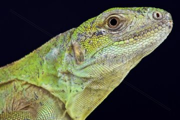 Five-keeled Spiny-tailed Iguana ( Ctenosaura quinquecarinata)  Nicaragua