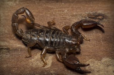 Black rock scorpion (Urodacus manicatus)  Australia