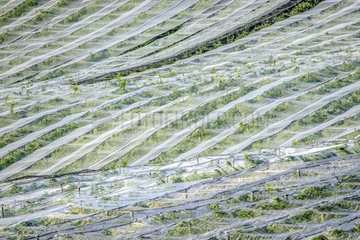 Apple orchards with anti- hail nets and anti- moth   anti- insect pest management method   without insecticides   Haute-Savoie   France