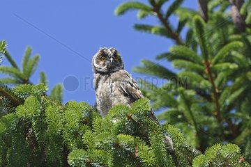 Long-eared Owl (Asio Otus) young perched in a tree