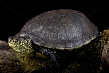 European pond turtle (Emys orbicularis)  France