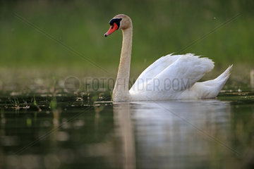 Mute Swan on water - Dombes France